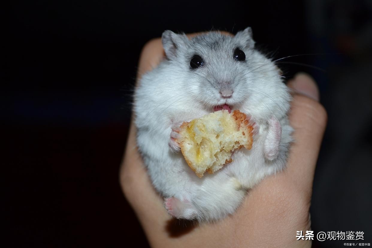 仓鼠打架的时候为什么吐,仓鼠和仓鼠打架大出血会死吗