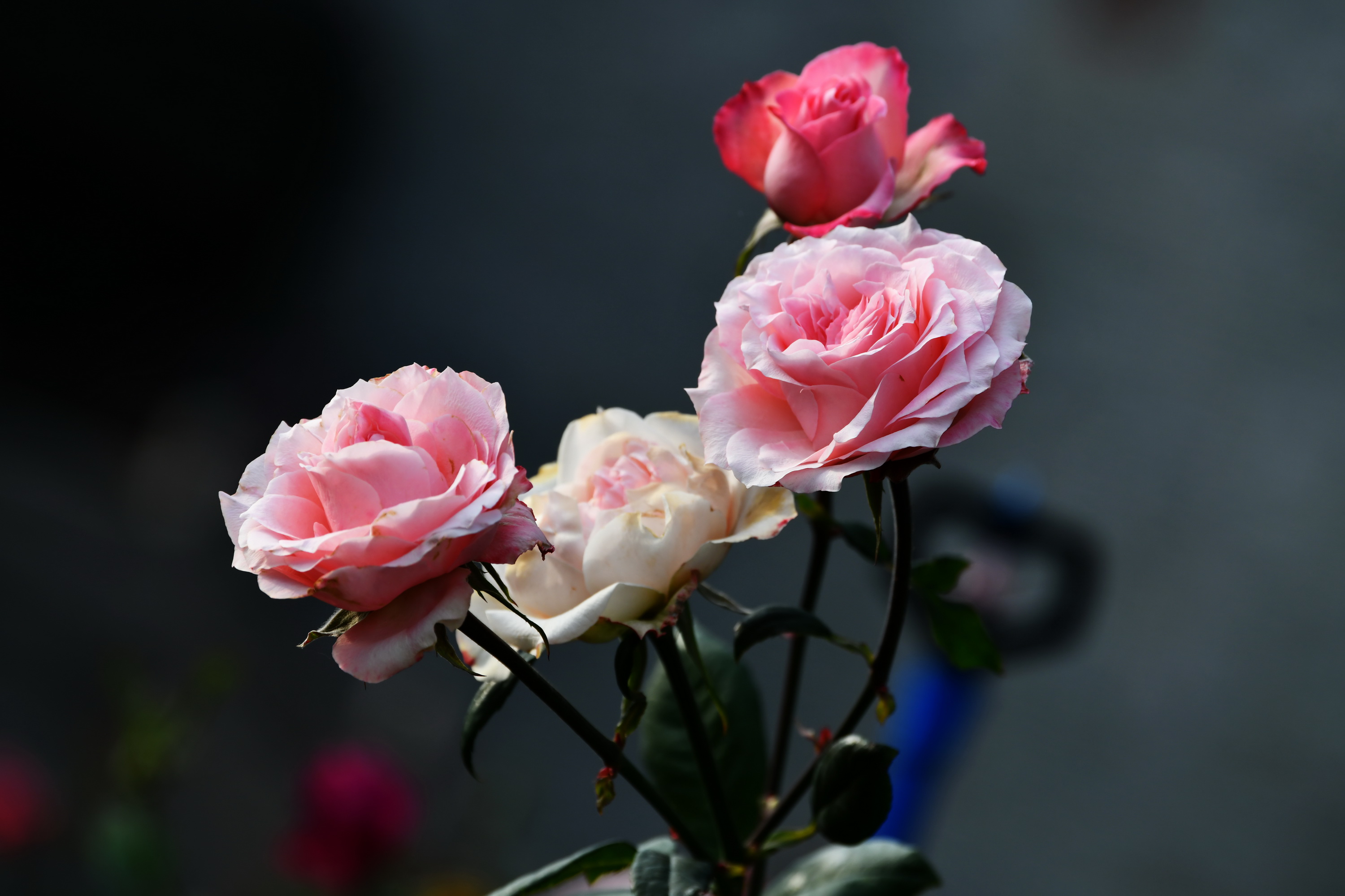 广州市番禺区宝墨园攻略,广州宝墨园景观