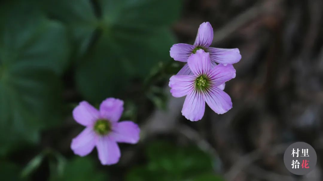 红花酢浆草简介,红花酢浆草喜欢酸性还是碱性土壤