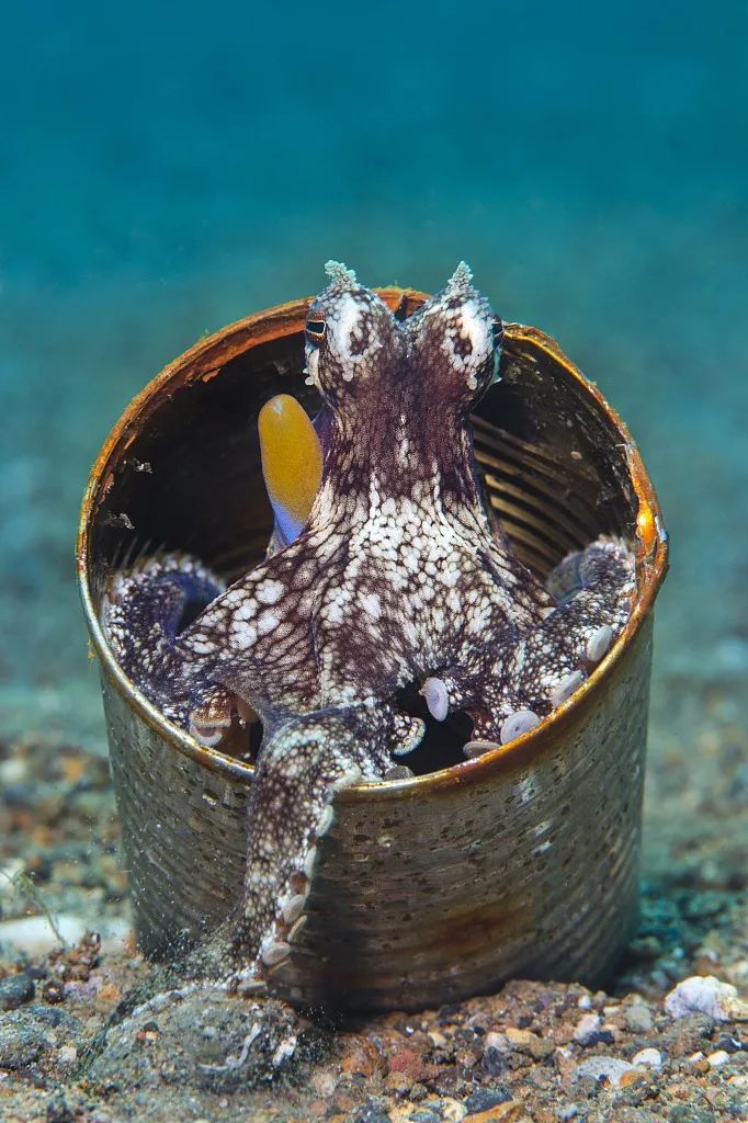 这个“垃圾大国”，真是让我开眼了