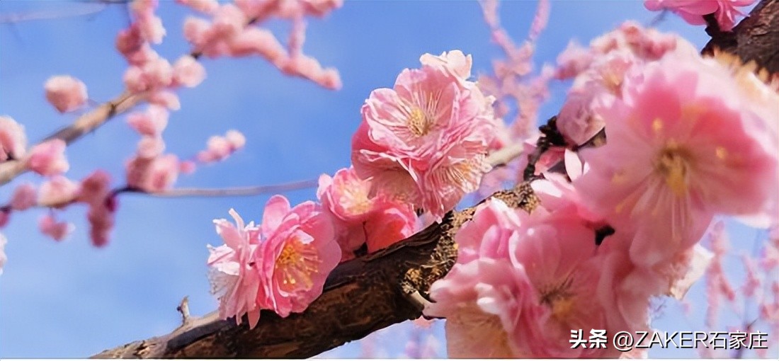 石家庄早新闻,早新闻完整内容