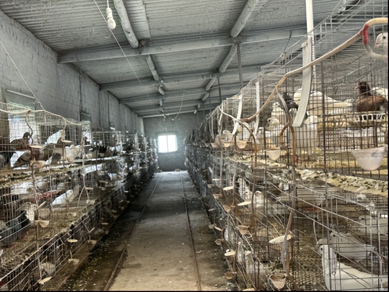 喜圆致富梦|90后返乡当“鸽王”