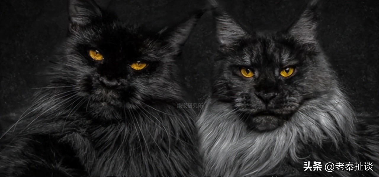 世界上最便宜的猫是什么品种,世界贵的10种猫的排名