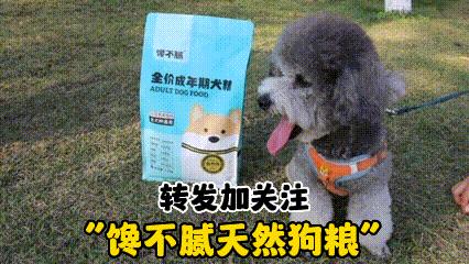 狗狗最爱吃的几种食物是什么,2个月的狗狗补充什么营养食物