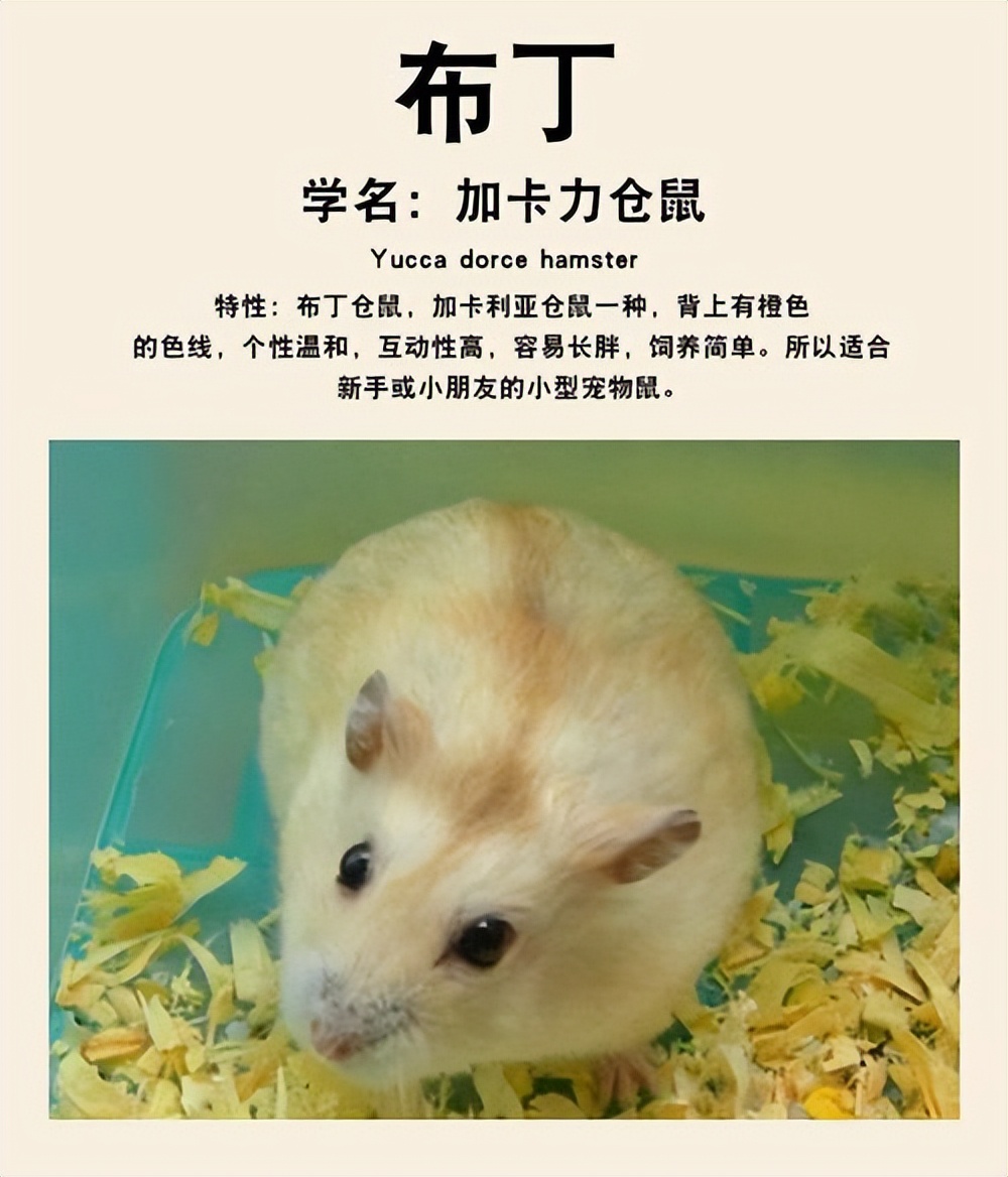 新手养仓鼠的视频,新手养一只小仓鼠