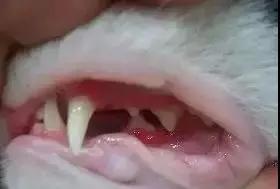 频繁长口腔溃疡跟养猫有关系吗,猫长口腔溃疡症状