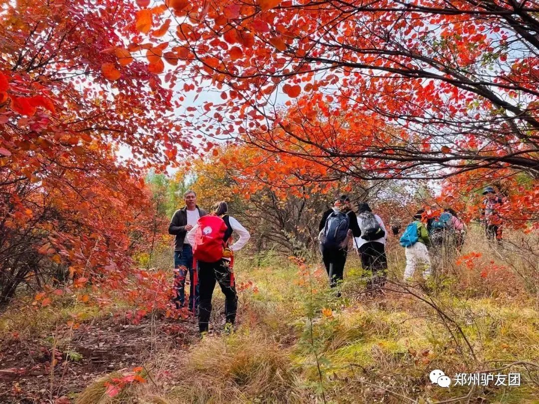 郑州最近赏红叶最佳的地方,靳家岭红叶和长寿山红叶哪个好看