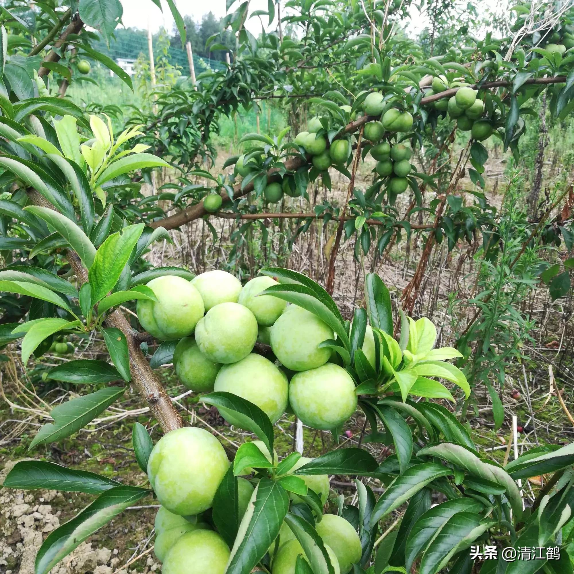果皮光亮打什么药？多元素协同改善养分需求，才能真正净果靓果