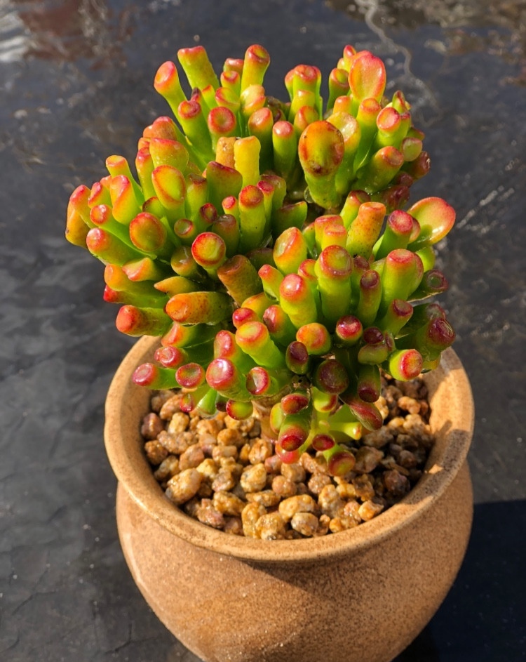 百花齐放春意浓群芳争艳,百花齐放喜迎新春