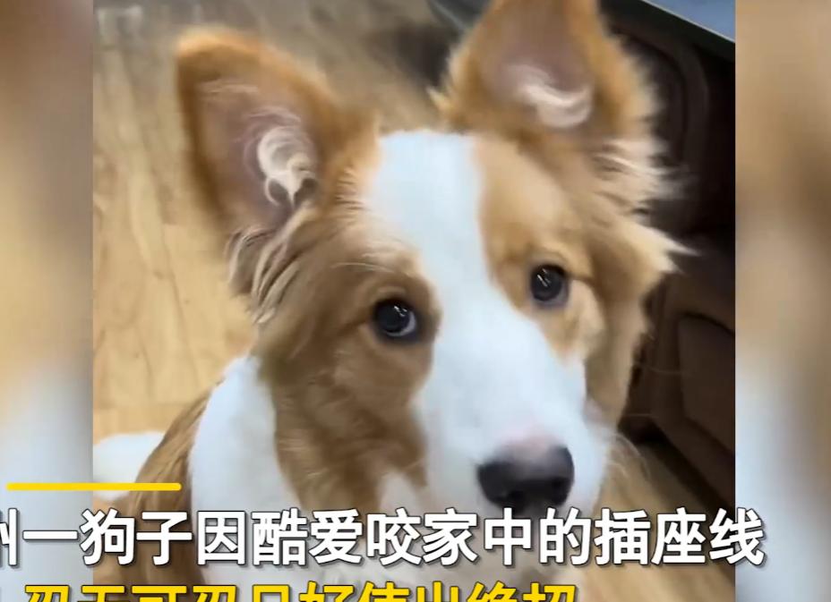 狗子喜欢咬数据线怎么办,狗子喜欢咬电线怎么办