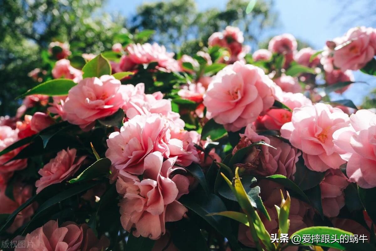 十二花神图谱完整版,工笔画十二花神欣赏