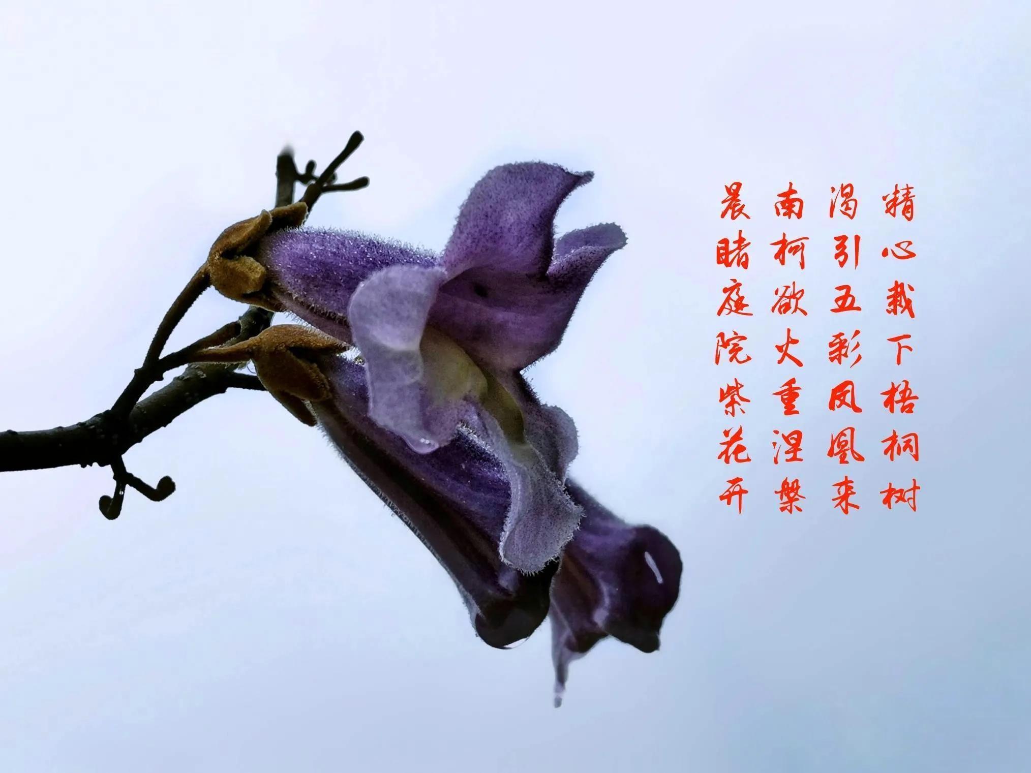 百花酿诗韵芬芳留人间（一）