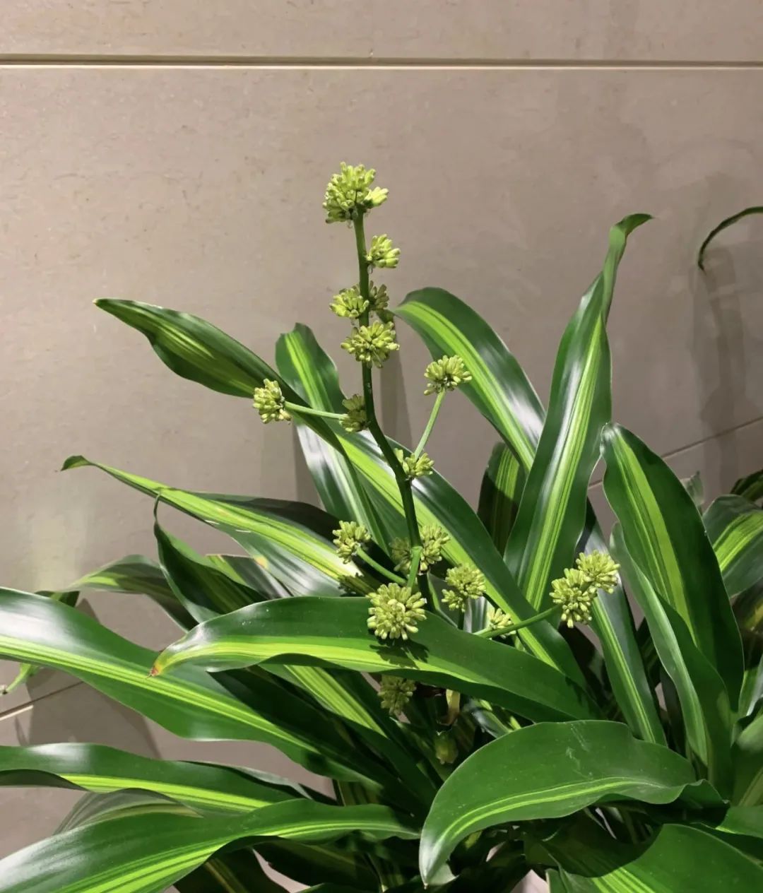 室内养什么绿植吸收甲醛量最高,吸收甲醛最佳且好养的十种植物