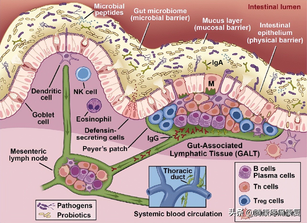 人的情绪为什么会影响肠胃功能,情绪产生的神经生理机制