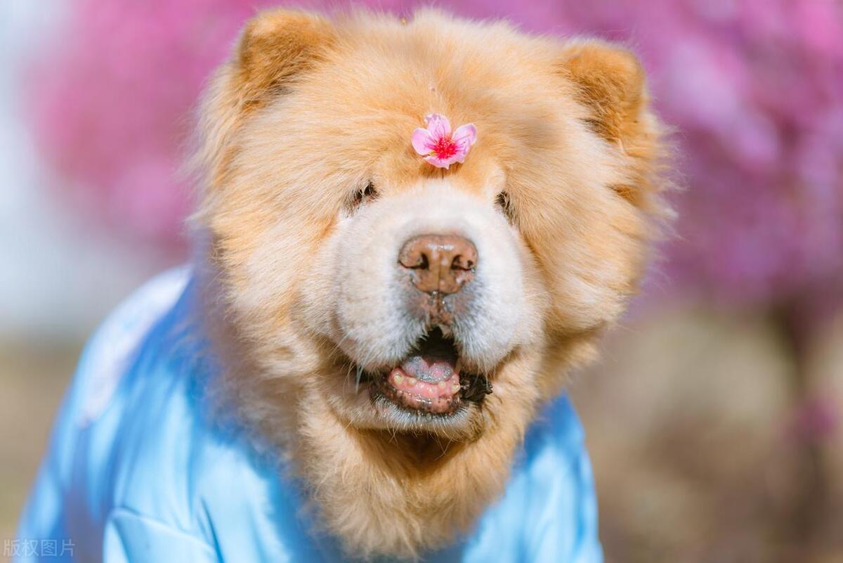 本地土狗哪些品种比较过大众一点,中国土狗都有哪些