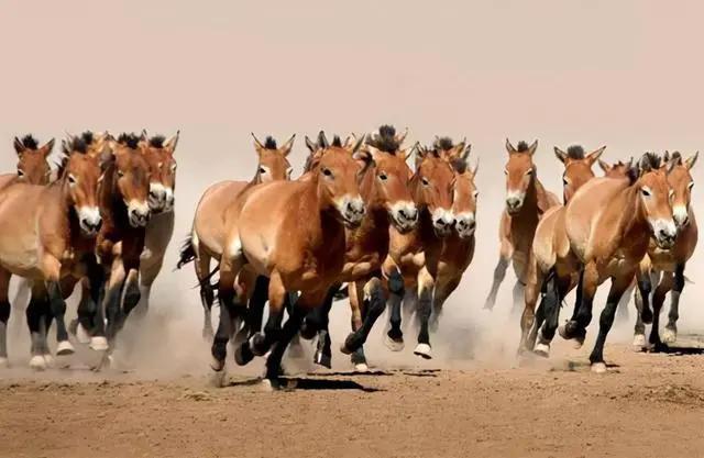 野马泛滥成灾国家,澳大利亚野马泛滥成灾