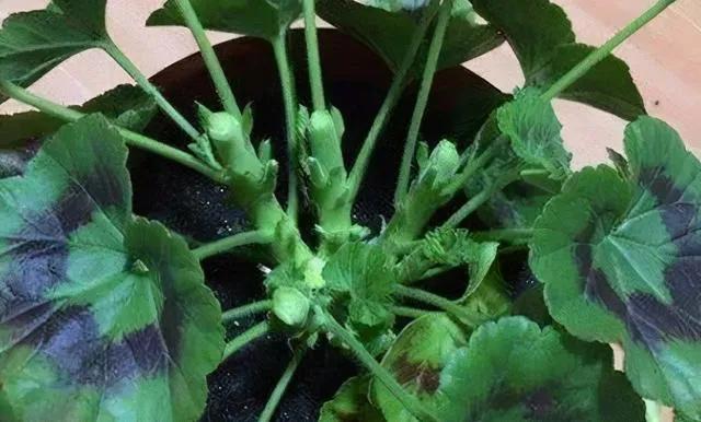 为什么说养花的尽头是天竺葵,天竺葵养花经验