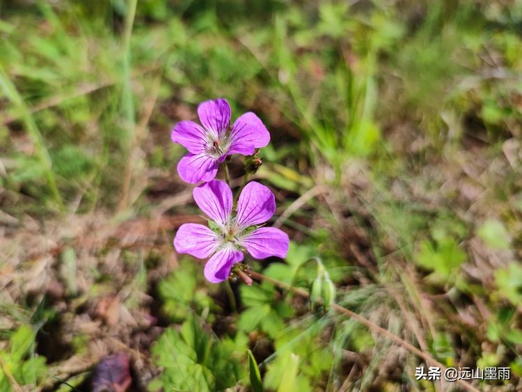 蓝天白云绿草间,蓝天白云草原绿草茵茵风景秀丽