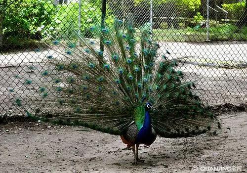 孔雀养殖现在创业的农村30岁小伙,养殖孔雀创业成功案例