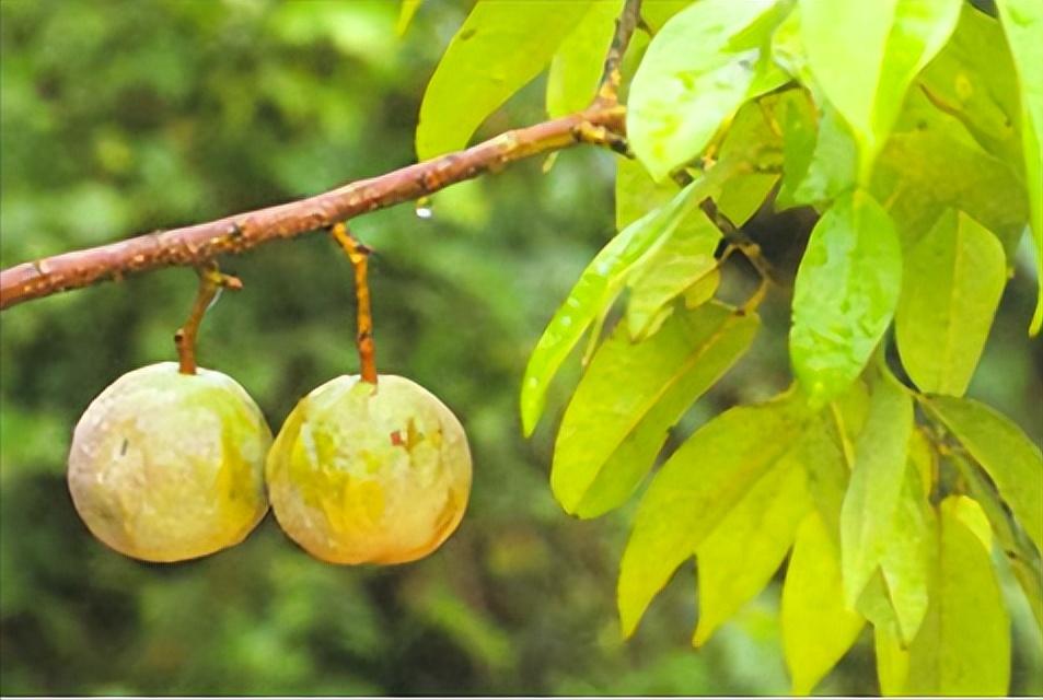 蒜头果只有两省区能种，一言不合“挥刀自宫”，受到我国重点保护