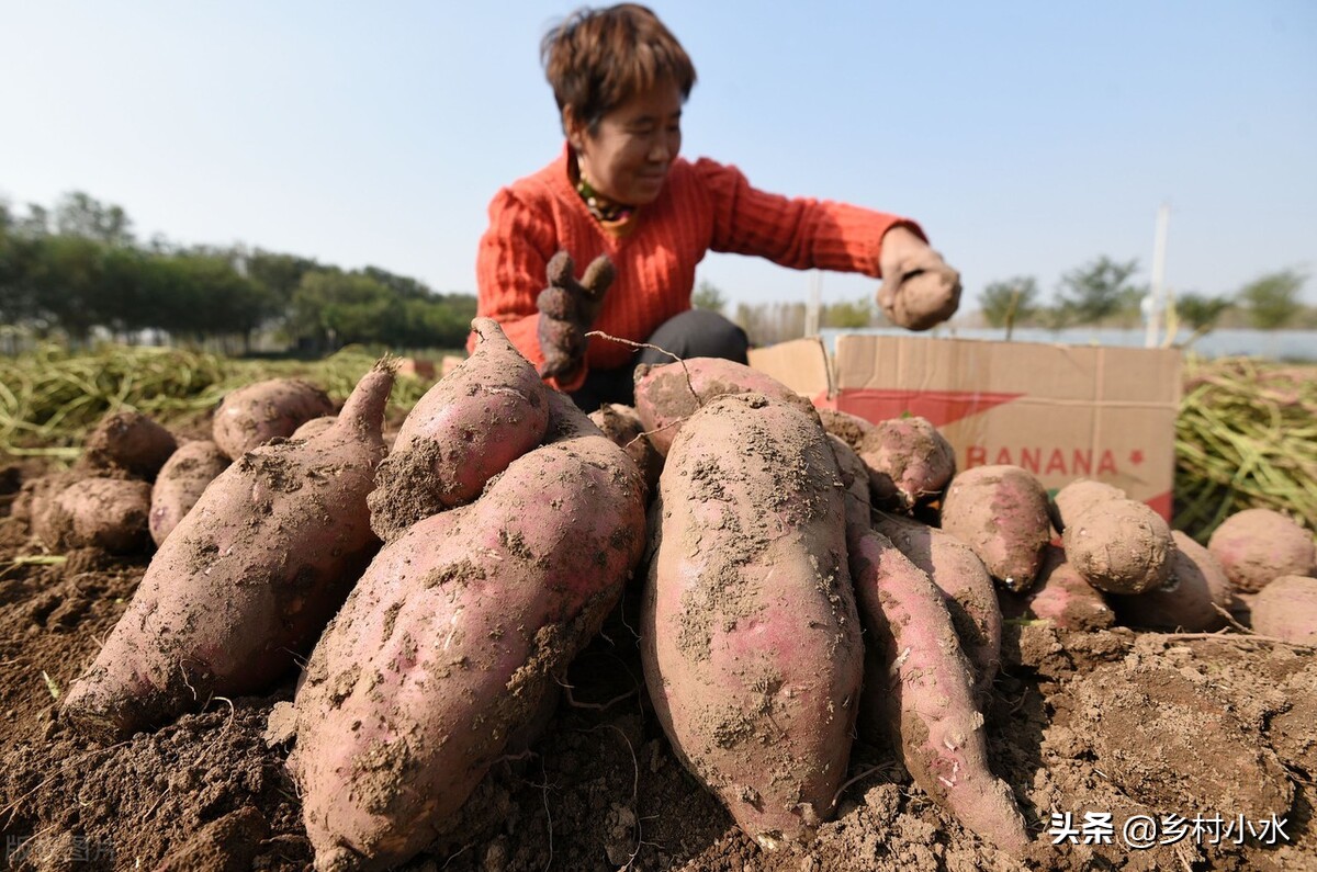 红薯倒插苗图片和正确方法,倒插红薯苗的种植方法
