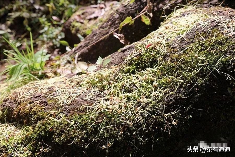 川滇茶马古道上的古镇有哪些,弥渡的茶马古道