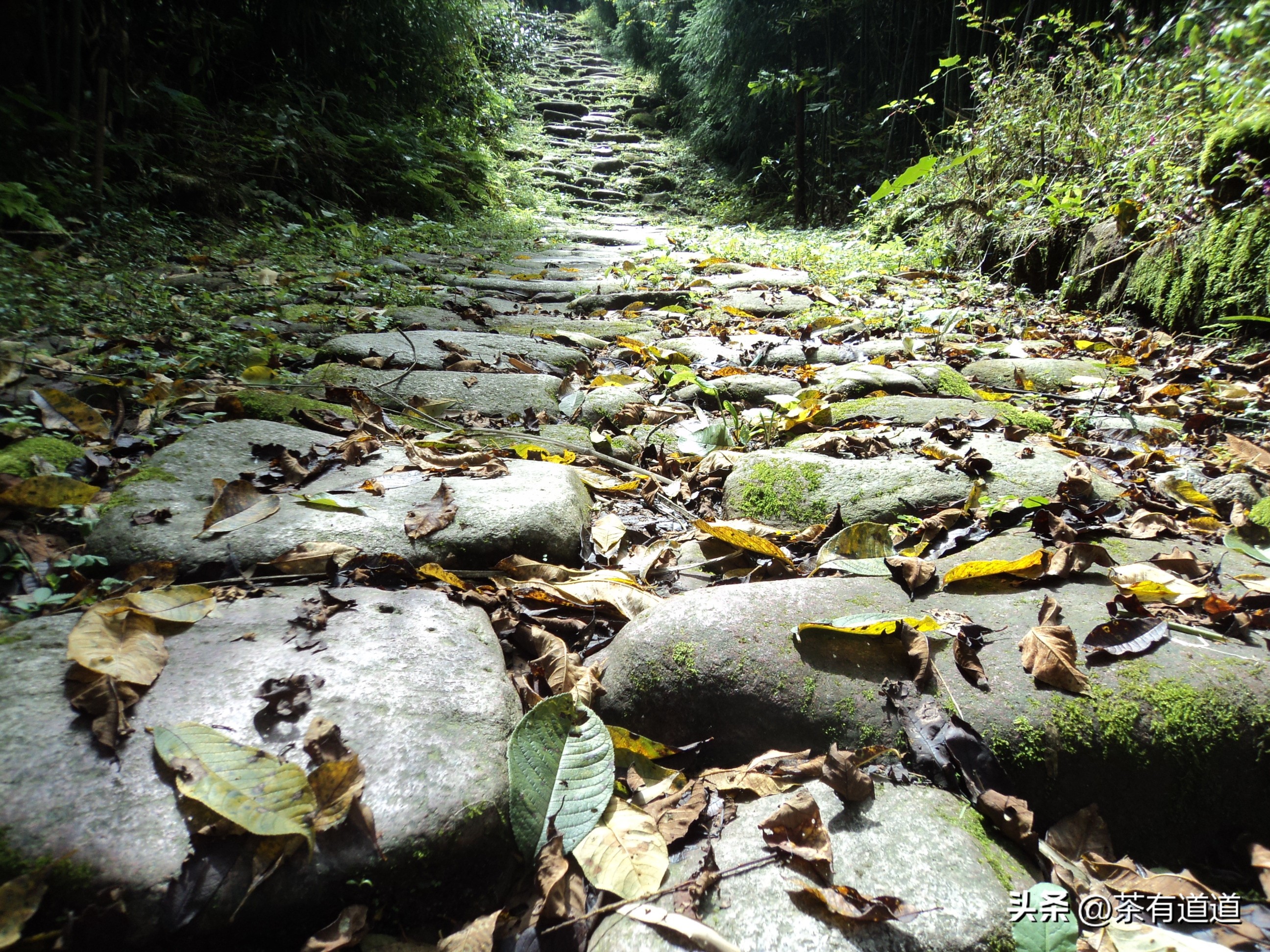 荥经茶马古道徒步线路,雅安荥经茶马古道穿越