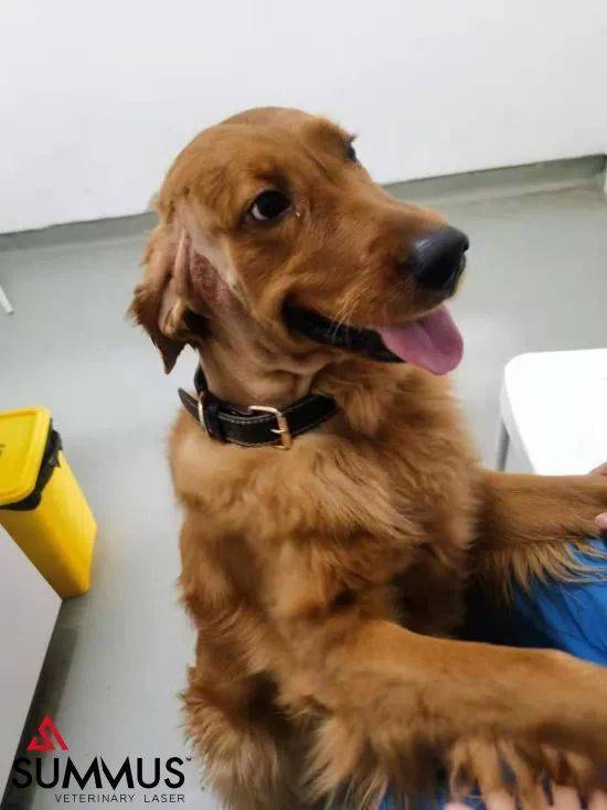 宠物治疗仪,中医兽医治疗狗狗皮肤病