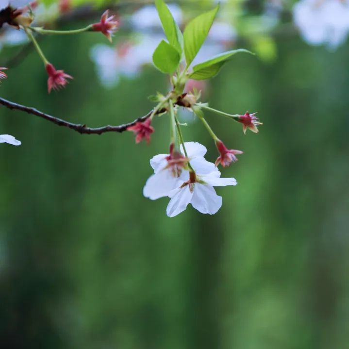 皇天后土汉兴地，沟堑芒砀今犹记|沟馥合香藏头诗征集令第十二期诗文大赏