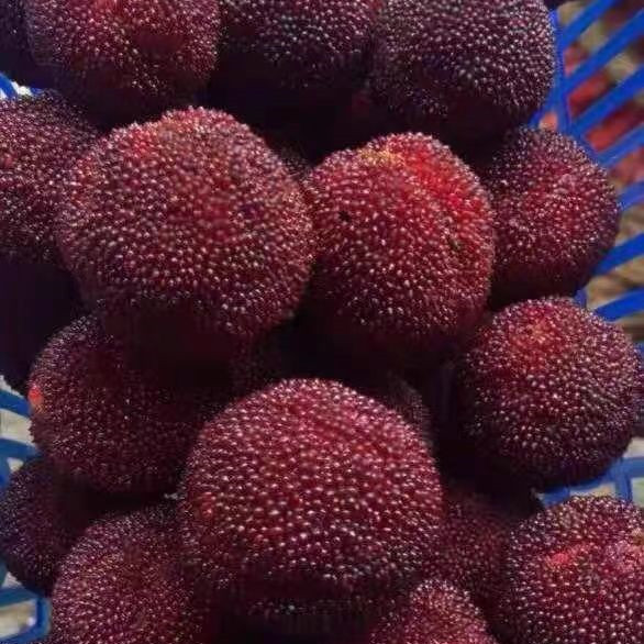 夏天两类应季水果寄生虫多,这些水果中的寄生虫一定不能忽略