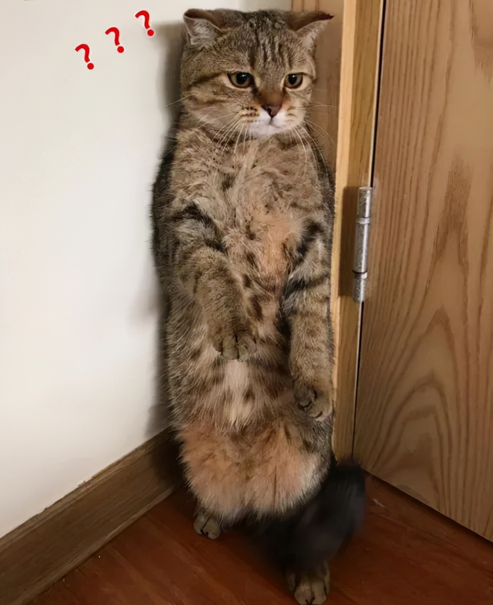 这摄影师是个抓拍鬼才|冷段子2068