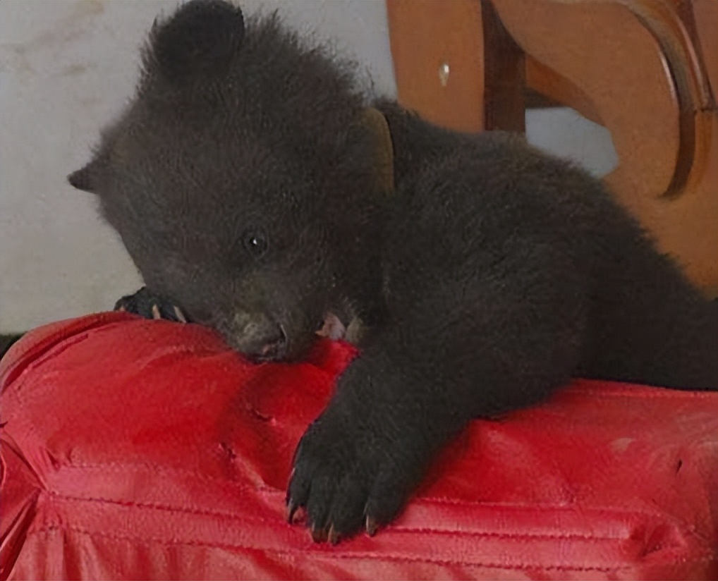 辽宁村民发现被遗弃的小黑熊后续,辽宁农妇收养熊后来放回大自然没