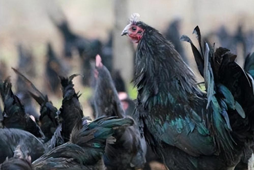 绿壳蛋鸡的养殖方法和注意事项,养100只绿壳蛋鸡一年能有多少利润