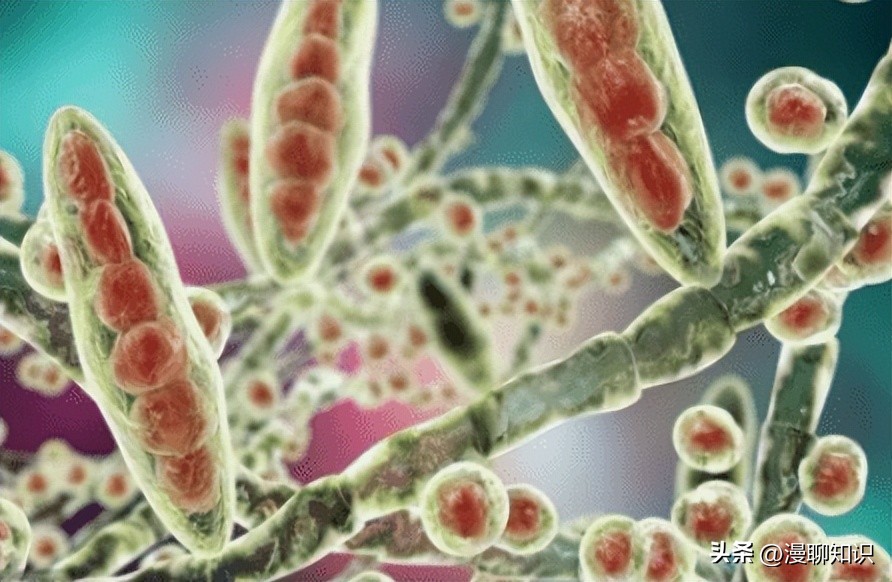 呕吐毒素超标对人体有什么危害,呕吐毒素多少剂量对身体造成危害