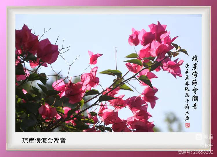 【松柏】（十四）潜情三角梅