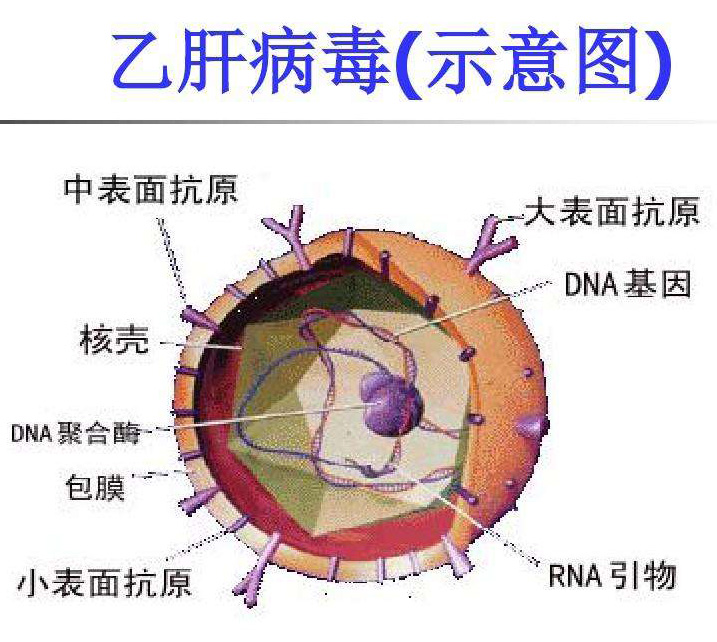 华兰生物业绩爆发点在哪里,华兰生物业绩如何值得长期持有吗