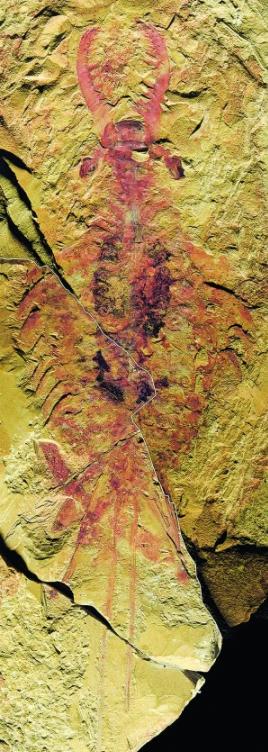 人类的祖先被昆虫吃了几亿年,人类的祖先遇到过巨型昆虫吗