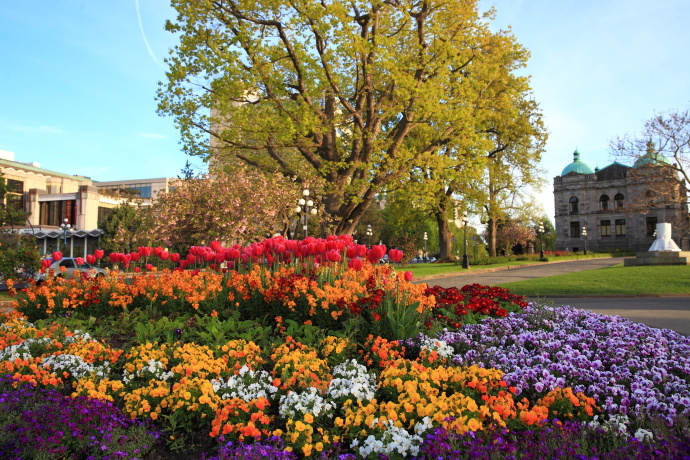 加拿大温哥华岛游记,温哥华维多利亚岛攻略