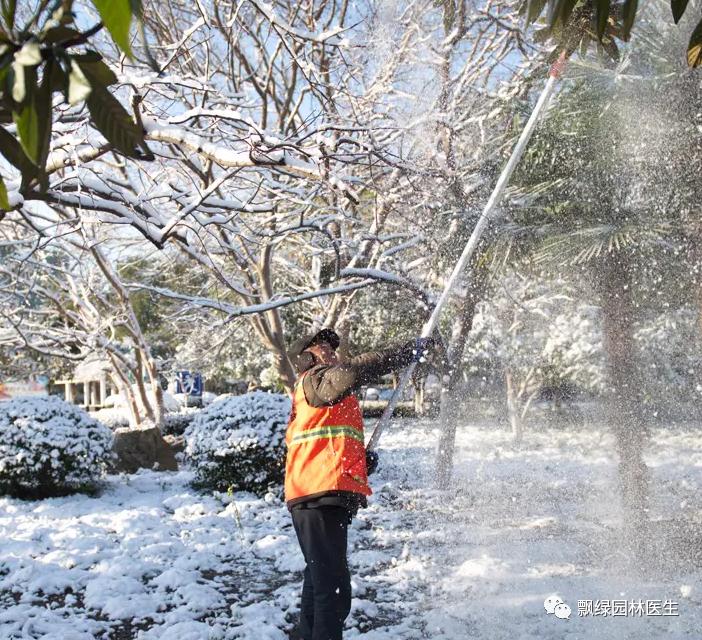 苗木受冻害了怎么补救,苗木叶子发黄冻害解决方法