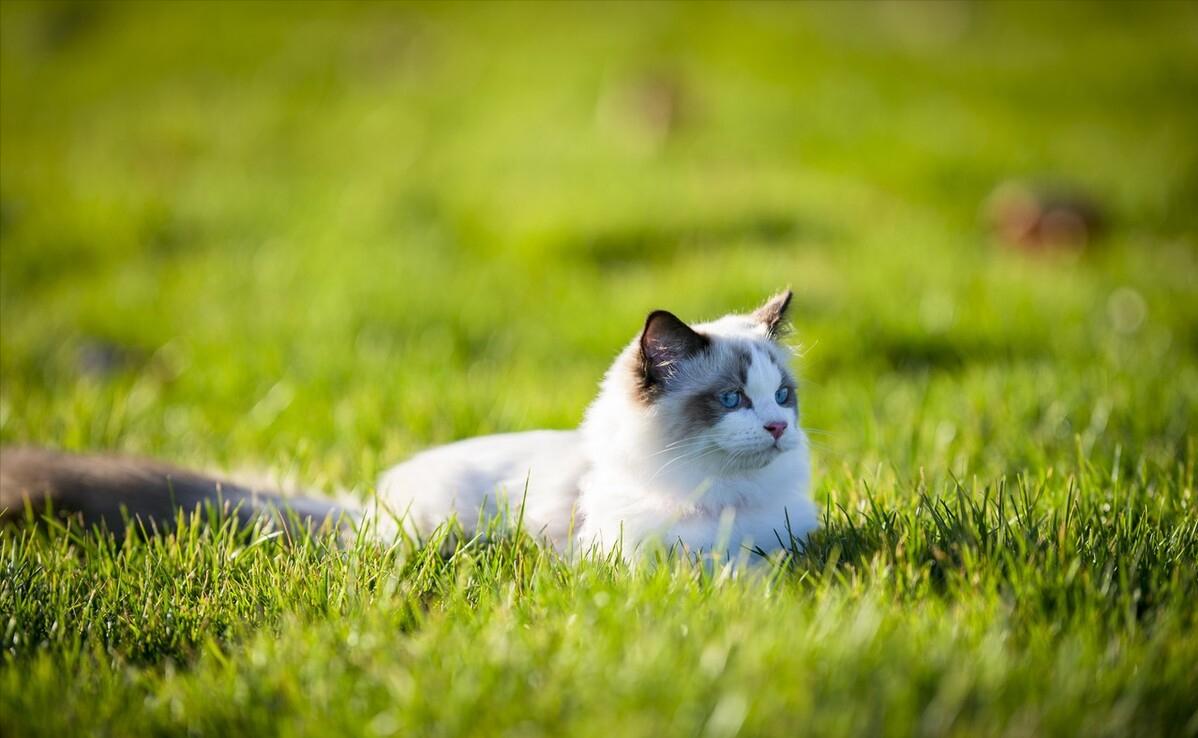 最好看最听话的猫是什么猫,最受欢迎的6种猫你家猫上榜了吗