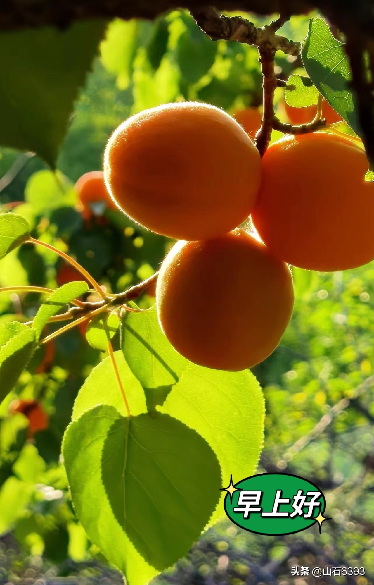 【战友美文】于天松：《爬山虎》（诗）——寓意极丰富哈