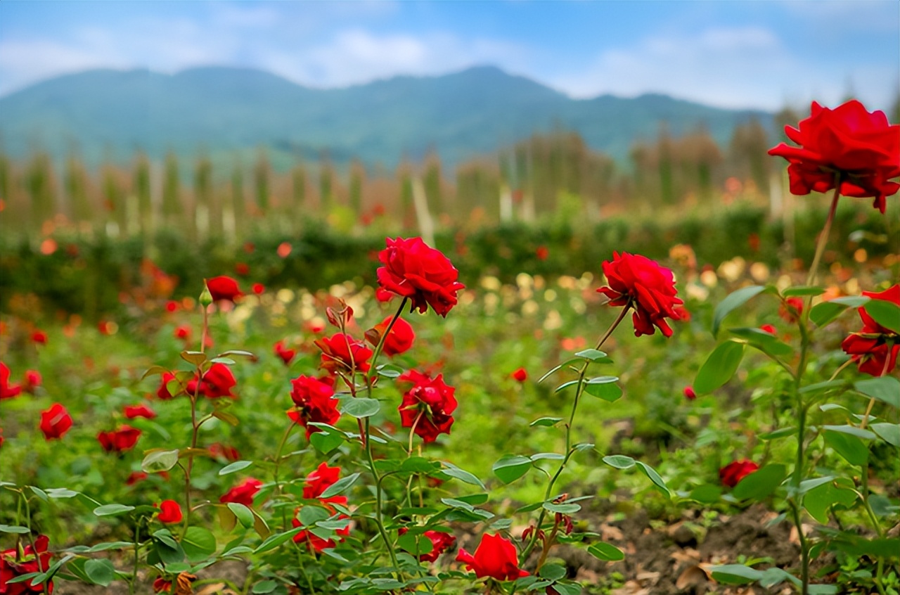 有关顾湘的文案 (顾湘文案)