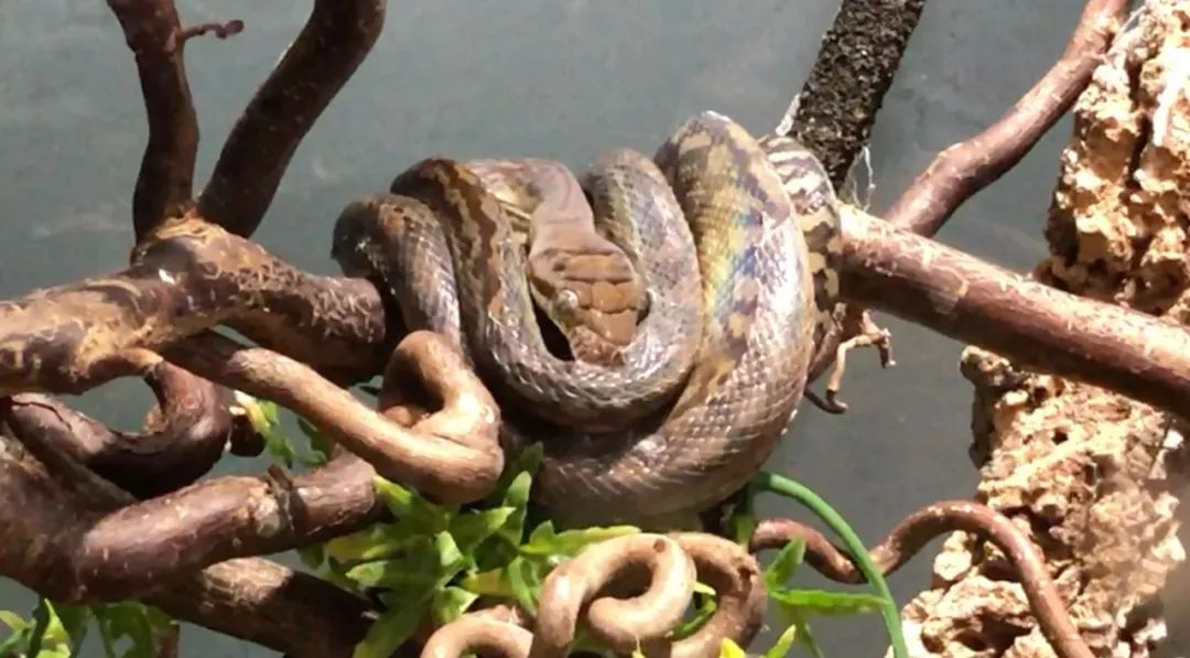 卡皮、隆背、疑似感冒...我的爬宠怎么了？