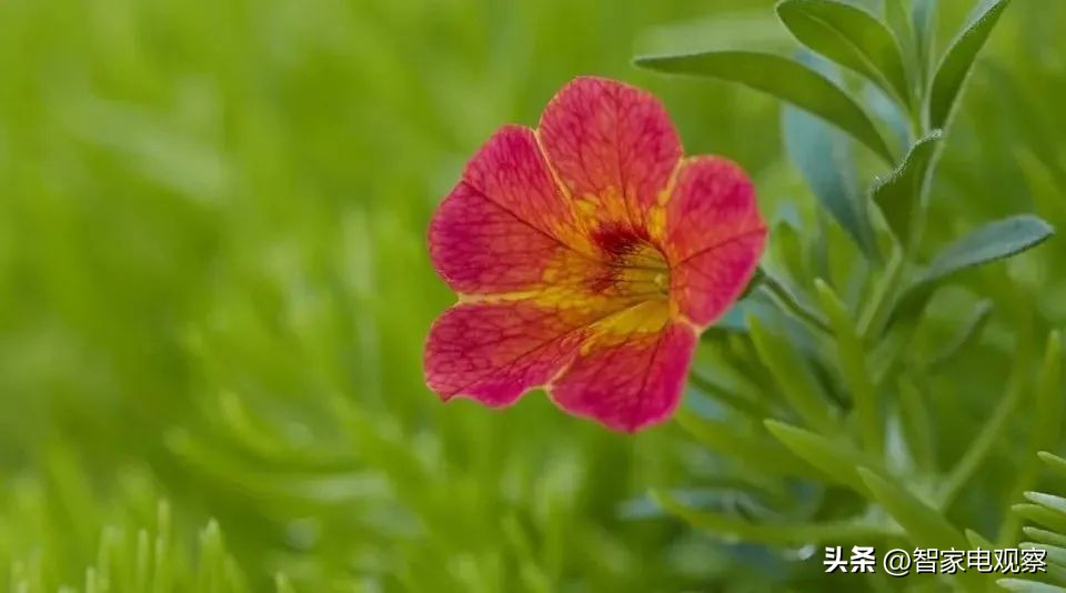 名创优品假装日本品牌,名创优品被偷曝光