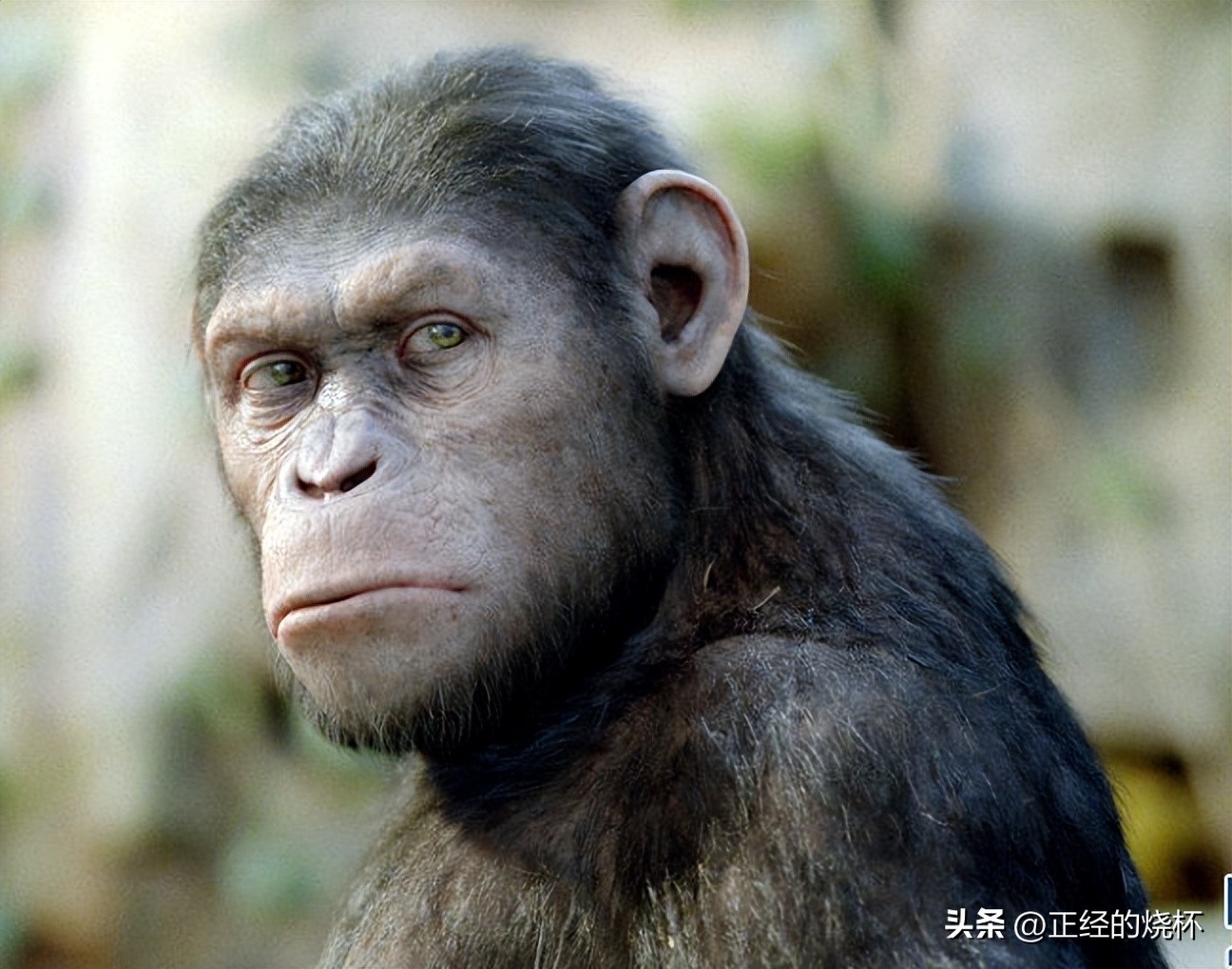 类人猿的身体特征有哪些,类人猿是什么动物