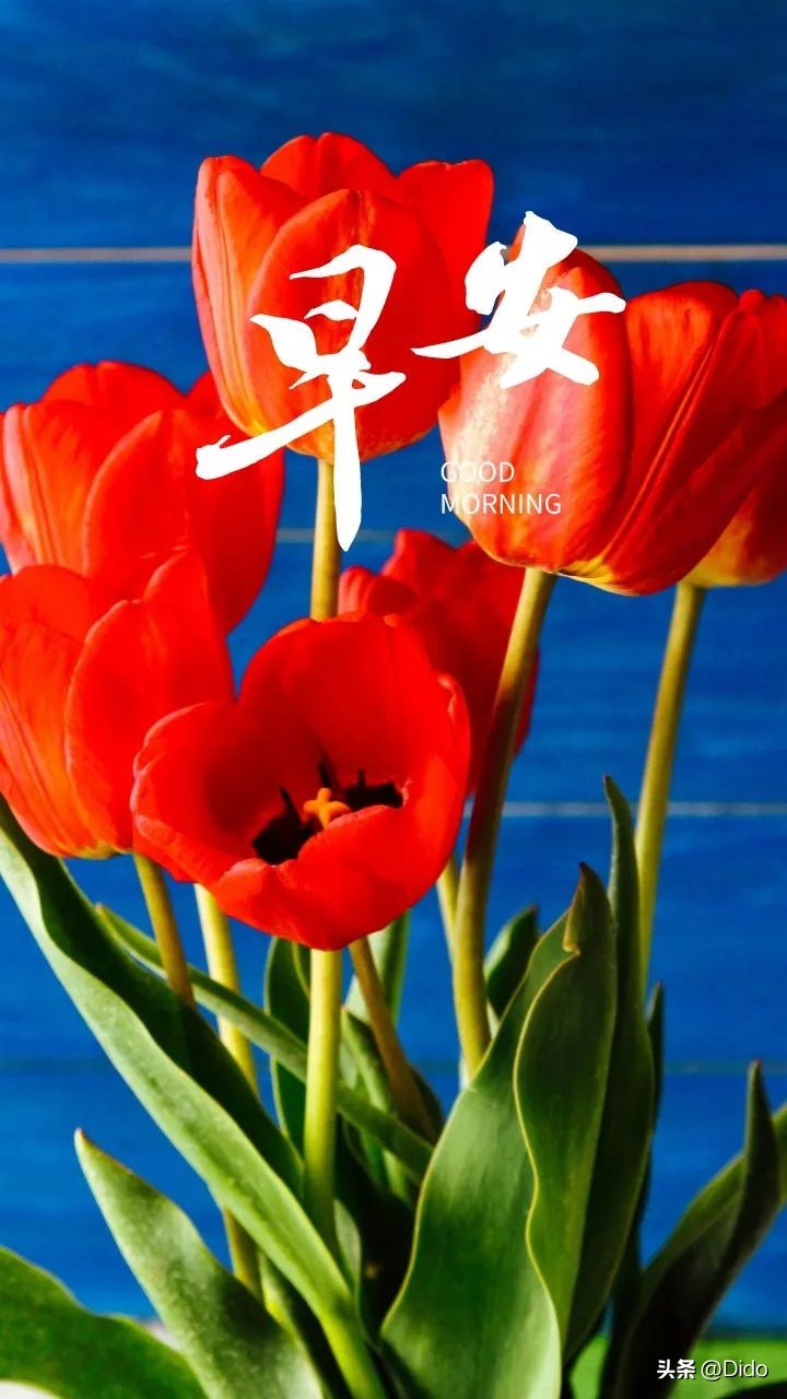 黎明将至抬头尽是朝阳什么意思,已知黎明将至抬头尽是朝阳含义