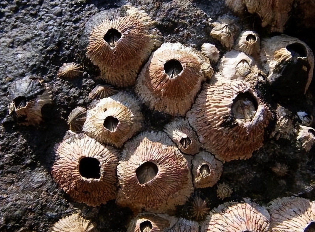 在浙江吃藤壶，还以为吞了个鬼手