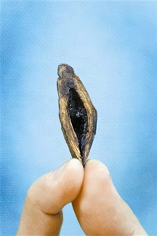 槟榔的危害有多严重,槟榔对身体的危害真的有那么大吗