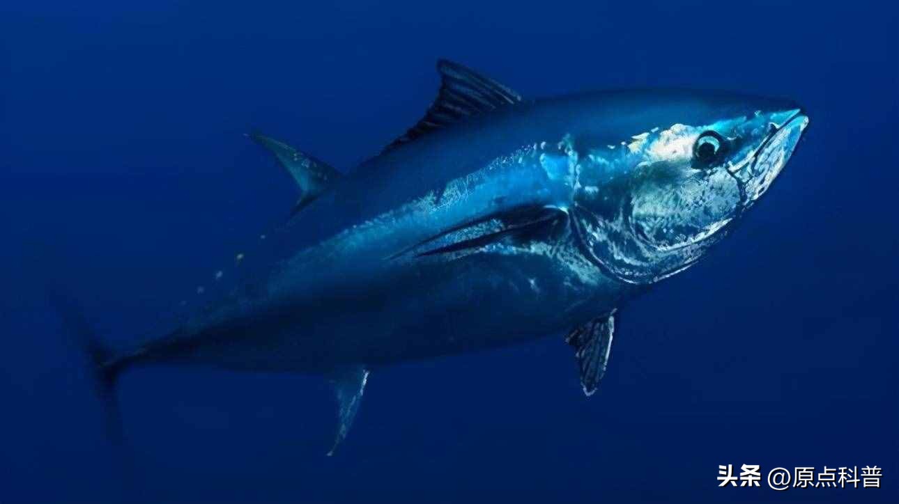 世界十大顶级海鲜排名,世界上十大最贵的十种海鲜