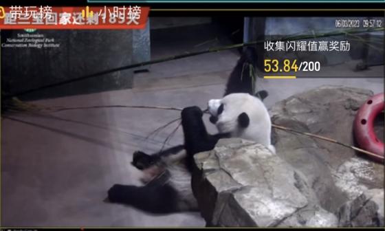 6.3日小奇迹崽崽:快给本崽崽多多上供能吃的竹子和竹笋